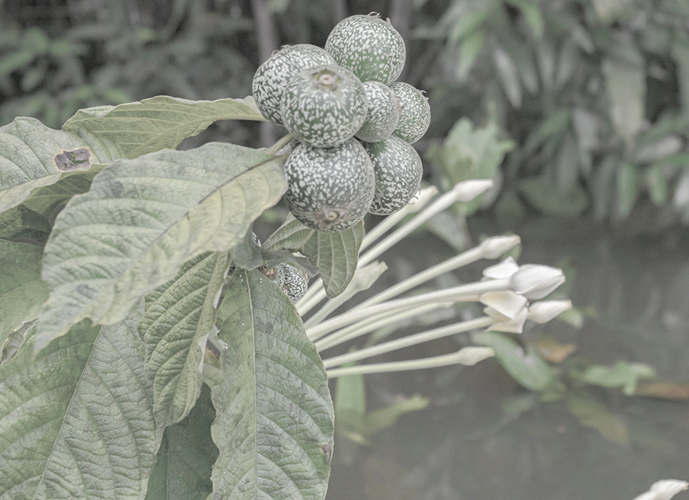Die Jagua-Frucht dient als Basis für die natürliche Tinte der temporären minink Tattoos. Diese Frucht wird auch heute noch von indigenen Völkern für ihre Körperbemalungen verwendet.