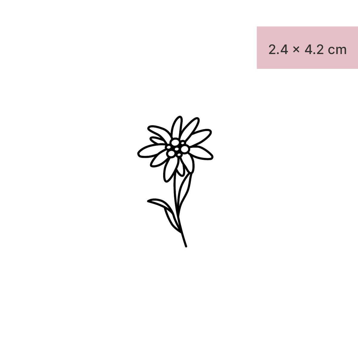 Fiore della stella alpina